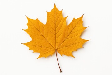 Fototapeta premium Golden autumn maple leaf on a plain white backdrop