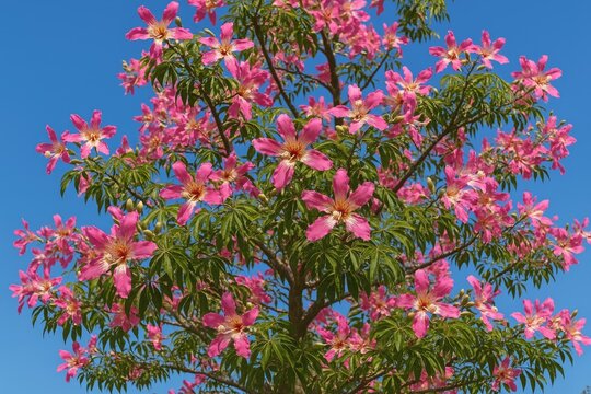The vibrant flowering of the Ceiba speciosa, commonly called the Floss Silk Tree or Palo Borracho