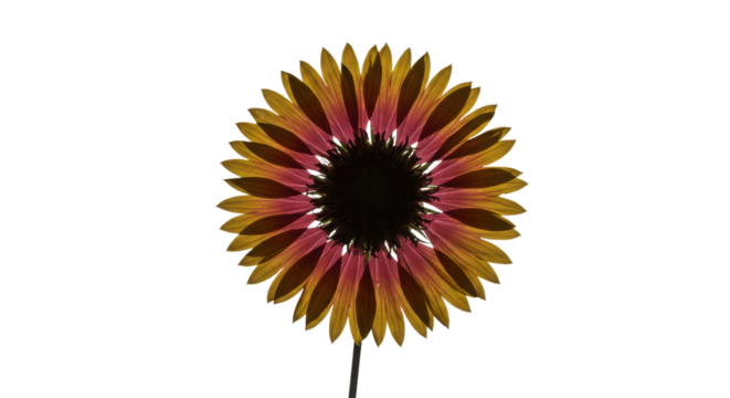 High Key Backlit Echinacea Flower with Gradient Pink and Yellow Petals Isolated