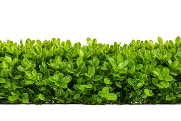 Obraz premium Lush green foliage of neatly trimmed hedge isolated on white background