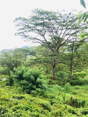 Fototapeta premium trees in the woods