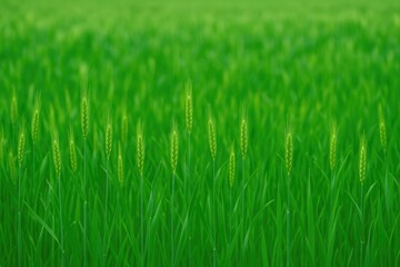 Obraz premium Springtime landscape featuring a lush wheat field
