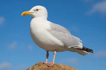 Fototapeta premium A bird perched on a stone observing the wind