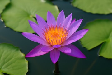 Stunning violet water lily blossoming in the pond