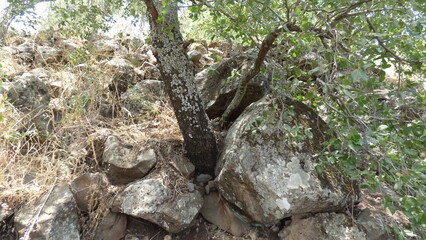 dead tree in the forest