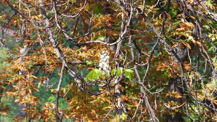autumn leaves, fall season flora. UKRAINE.