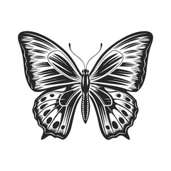 butterfly silhouette vector with white background.