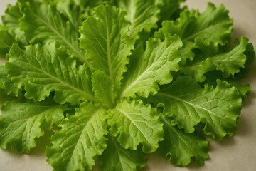 Lush green lettuce as a vibrant backdrop
