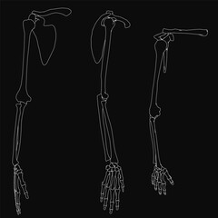 Black and white drawing of three distinct bones arranged symmetrically, with the largest in the center and smaller ones on each side. The skeleton hand bones stand out against a solid black.