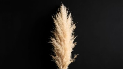 Elegant beige pampas grass plume against a stark black background. Soft botanical element evokes nature and simplicity with neutral color palette. - Powered by Adobe
