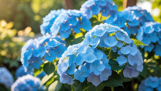 Vivid blue hydrangea blossoms thriving in a sunny garden setting