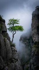 Solitary Tree on a Cliff Edge in Foggy Morning Light, tree on the mountain