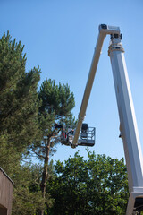 Professional lumberjack at work on an aerial work platform