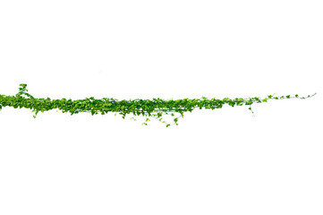 vine frame leaf vine circle Isolate on transparent background PNG file