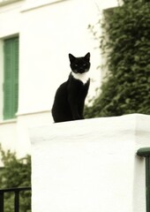 Black and white cat sitting on white wall with green foliage in background