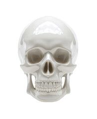 Fototapeta premium Realistic 3D Healthy White Human Molar Tooth Isolated on White Background