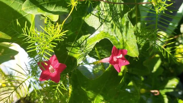 Rincik bumi (Ipomoea quamoclit) flower in the garden. Also known as cypress vine, cypress vine morning glory, cardinal creeper, cardinal vine, star glory, star of Bethlehem or hummingbird vine.