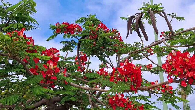 Flamboyant Tree Branches with Blossoms Swaying in Light Breeze. Close-up of vibrant Delonix regia tree branches with bright red-orange blossoms gently sway in a light breeze. Tropical scene. No audio.