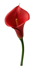Crimson calla lily isolated against a black background