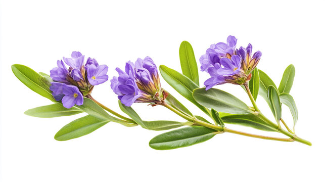 Isolated flowers of Myrtle-leaf milkwort (Polygala myrtifolia) with green foliage, on white background with clipping path