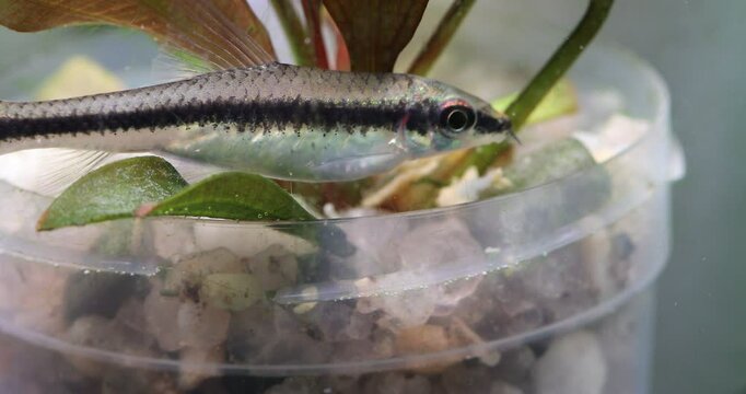 An aquarium fish Crossocheilus siamensis rests on the stones of a plastic pot with a plant and begins to eat food. Macro view Sae Siamese Algae Eater decorative fish, carp family.