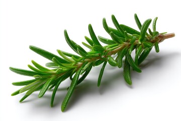 Rosemary sprig green needlelike leaves on brown stem white background