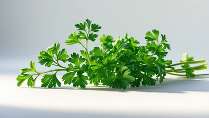 Obraz premium Close-up of fresh parsley leaves isolated on a white background.