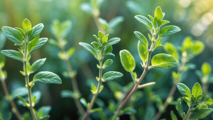 Obraz premium Fresh thyme cultivated in the garden.