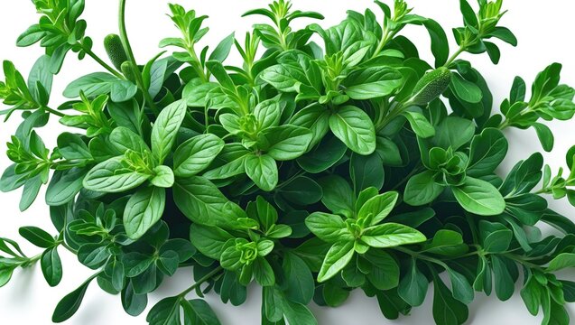 Fresh twigs of Oregano herb or Marjoram plant isolated on white background. Close-up of sweet Marjoram.