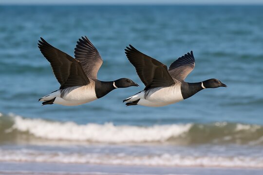 Two Pale-bellied Brant soaring above the sea