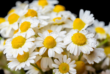 Obraz premium bouquet of daisies on a black background