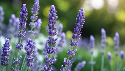 Fototapeta premium Detailed shot of a lavender blossom during a sunny summer afternoon in the garden