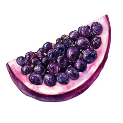 Acai Berry Slice, watercolor illustration vector, isolated on a white background.