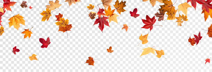 Falling leaves, autumn foliage on transparent background, beautiful background of orange and gold leaves. Vector maple leaf, png, flying foliage from tree.	
