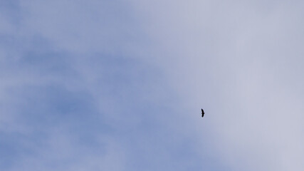 Solitary Aegypius monachus or monk vulture soaring in the open sky