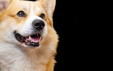 welsh corgi on black background