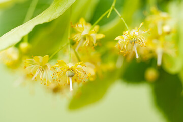 Linden flowers close-up