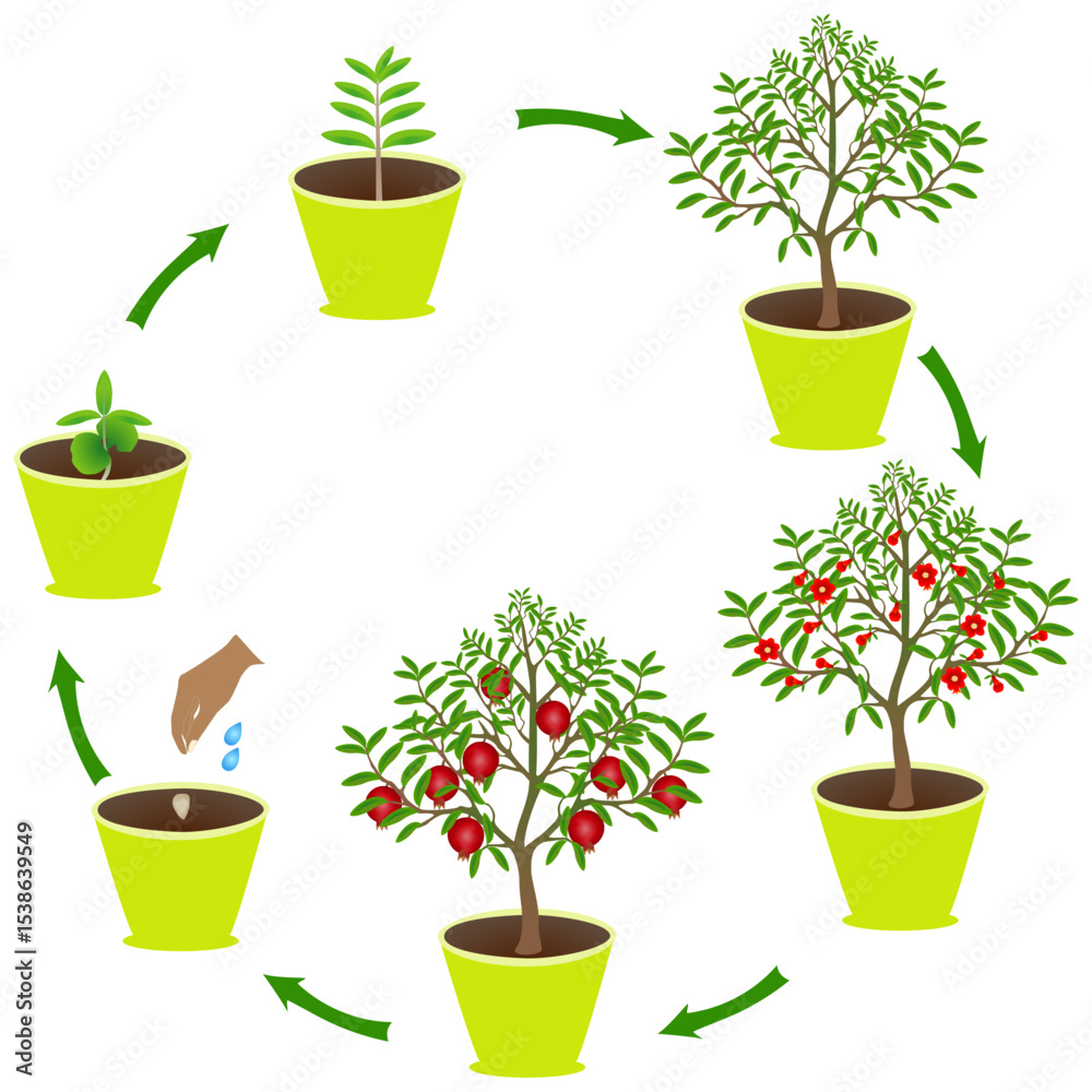 Canvas Prints life cycle of pomegranate in a pot on a white background..eps