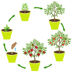 Life cycle of pomegranate in a pot on a white background..eps