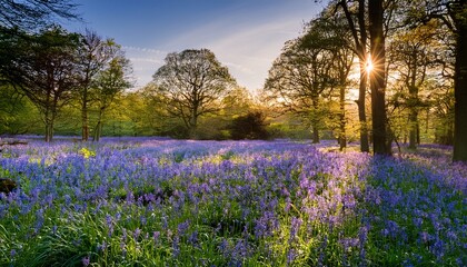 bluebell s on show at the historic and tranquil bookham common woodlands