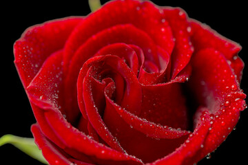 beautiful dark red rose
