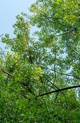 green foliage view from below