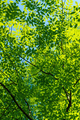 green foliage view from below
