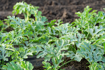  growing watermelons