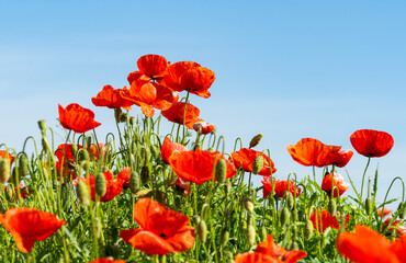 Obraz premium red poppies in a meadow