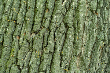 oak tree bark