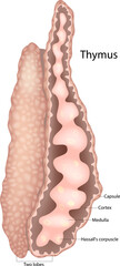 Medical illustration of the human thymus gland showing a longitudinal section with labeled parts including the capsule, cortex, medulla, Hassall's corpuscle, and two lobes.