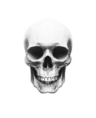 Realistic Human Skull Front View Isolated on White Background &ndash; Anatomy and Medical Illustration