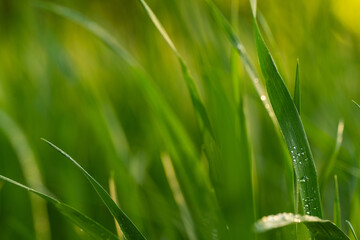 green grass with dew on a meadow