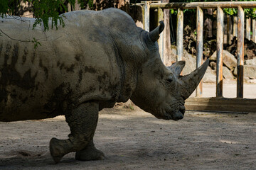 Obraz premium Rhinoceros walking through a sandy enclosure during daylight hours